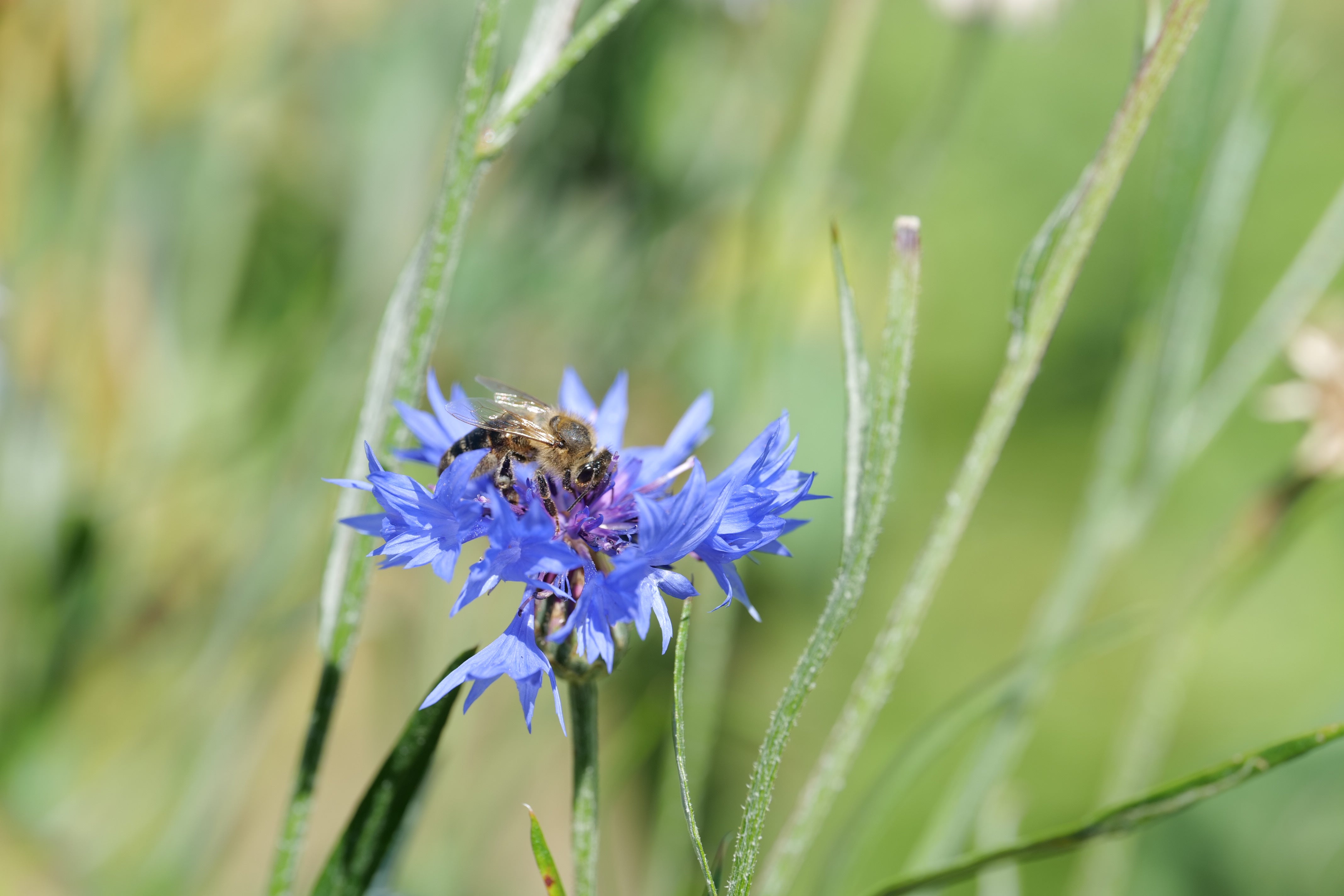 Die Drei Bienen Shop
– diedreibienen
