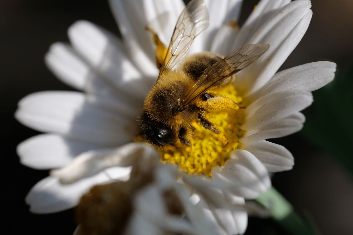 Biene mit Pollen