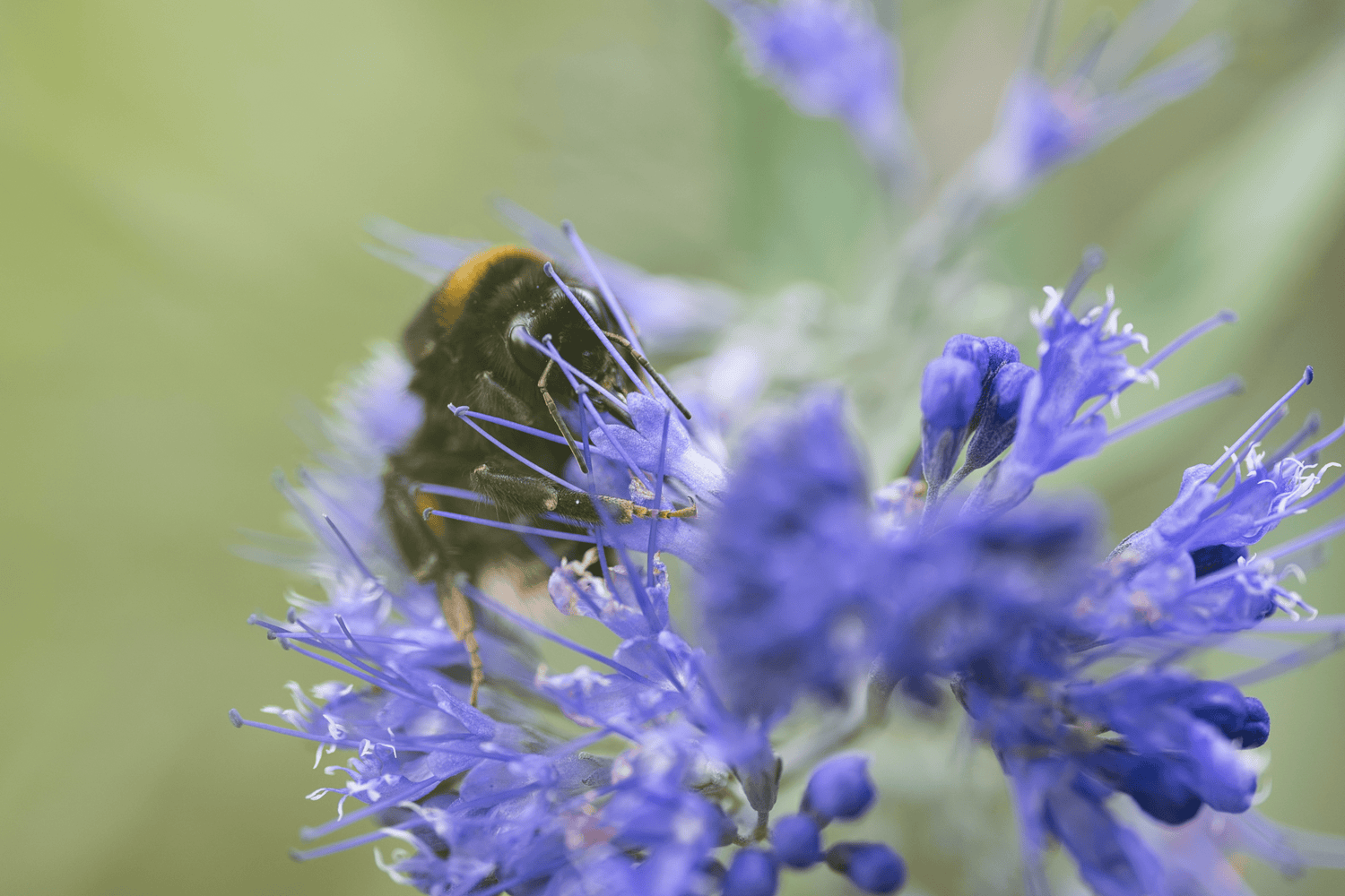 Hummel an Bartblume