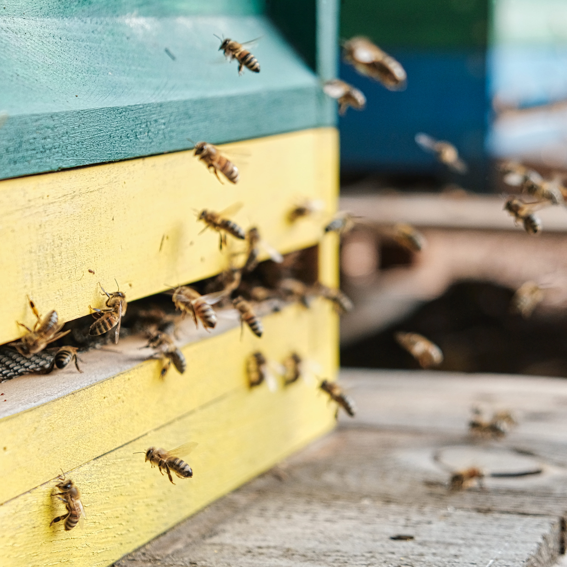 Anfliegende Bienen am Bienenstock