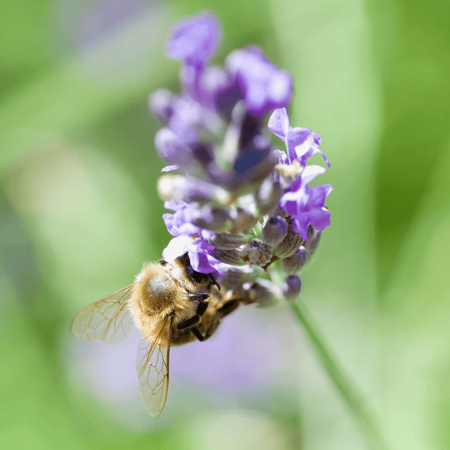 Biene an Lavendel